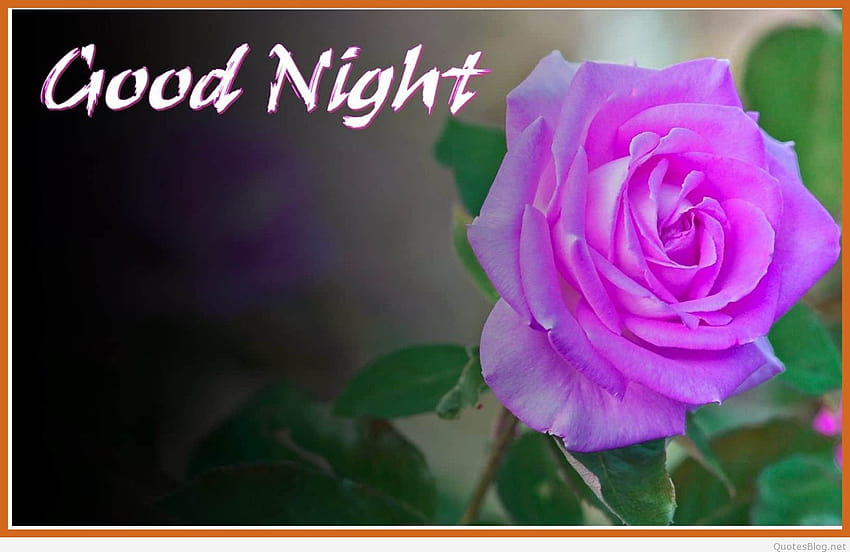 Best Good Night Rose, good night flower HD wallpaper | Pxfuel