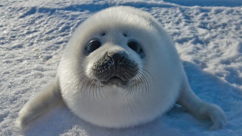 Baby Seal, сладки тюленчета HD тапет