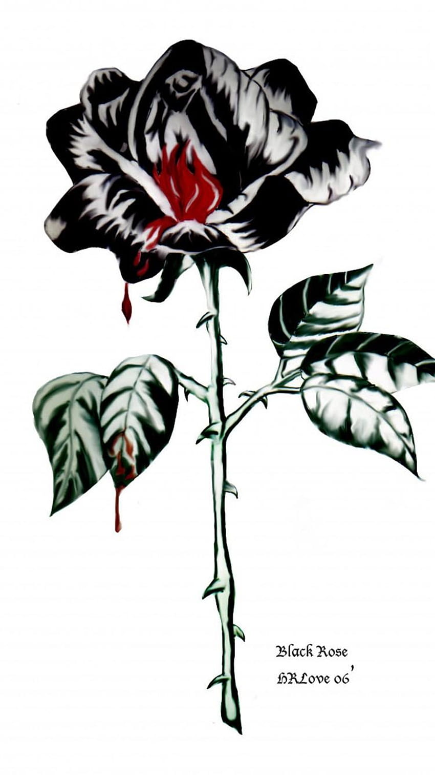 Black Rose Aeonium, Black Rose Antiques, aesthetic rose HD phone wallpaper