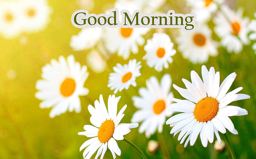 Good morning flowers HD wallpaper | Pxfuel