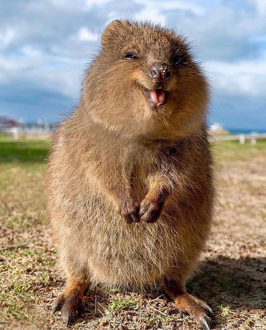 Instagram의 The Animal Platform©️님: “I know: you're smile, are, quokka android HD 전화 배경 화면