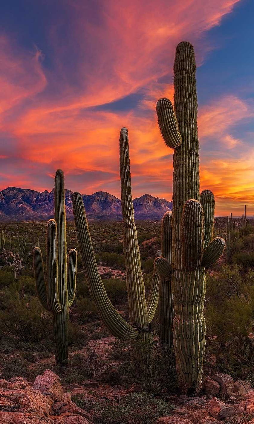 Kaktus-iPhone, Kaktus-Sonnenuntergang-iPhone HD-Handy-Hintergrundbild