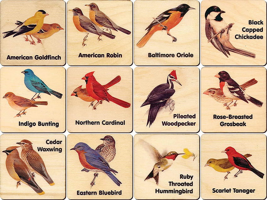Peterson Backyard Bird Memory Tiles, cobble hill cedar waxwings HD wallpaper