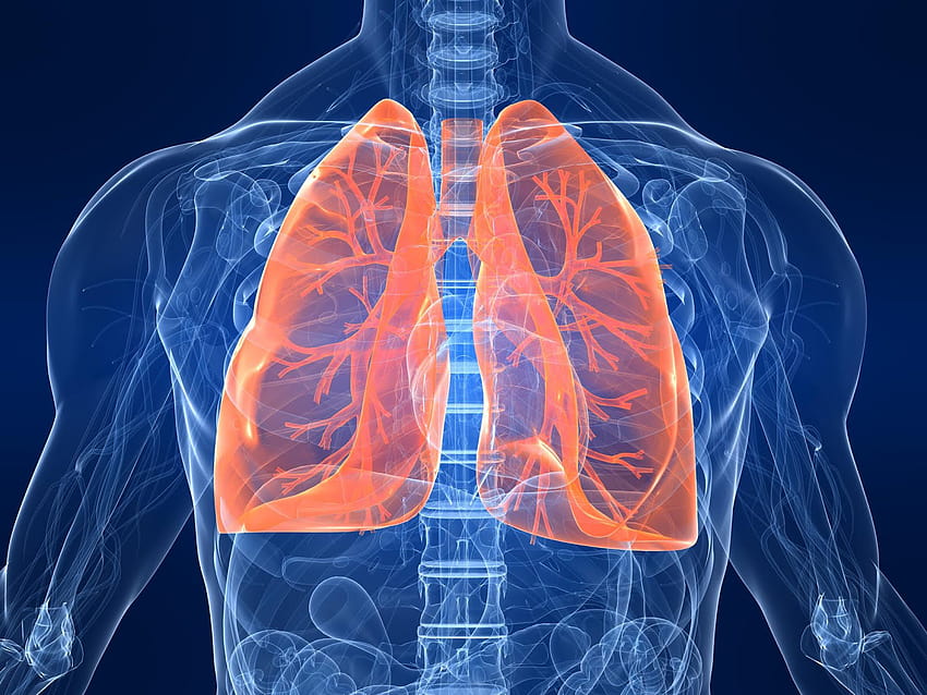 A Piece Of Knowledge Regarding Health, respiratory HD wallpaper