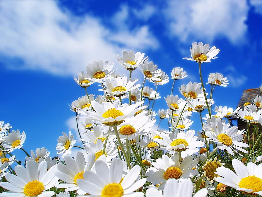 Tired of winter? Get ready for spring with these 48, spring begins HD wallpaper