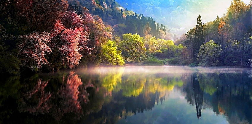 호수 해돋이 안개 반사 봄 나무 물 자연 경치 잔디 산 벚꽃 한국, 일출 봄 HD 월페이퍼