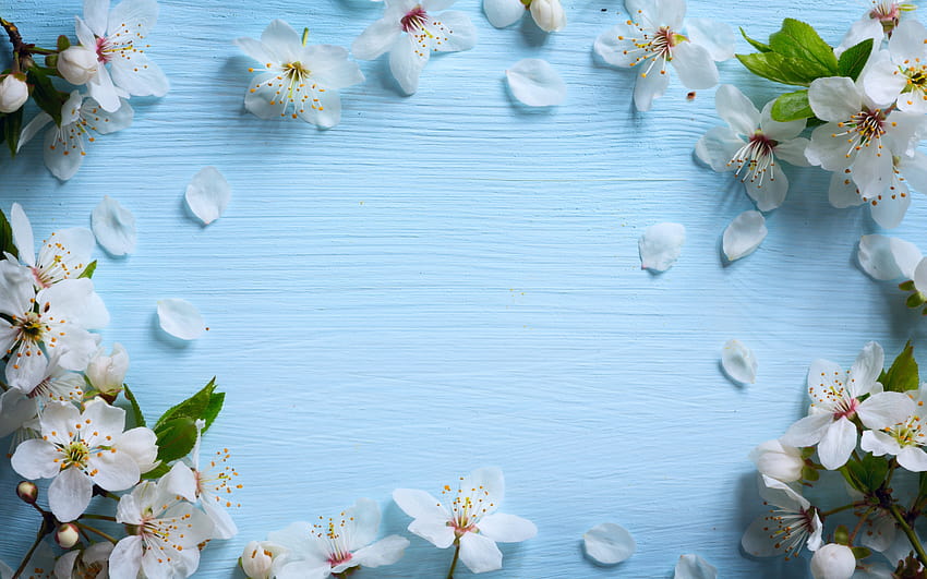 Frühlingsblumenrahmen, Apfelblüte, blauer Holzhintergrund, weiße Blumen, Holzstruktur, Blumenrahmen mit einer Auflösung von 2880 x 1800. Hochwertige Holzfeder HD-Hintergrundbild