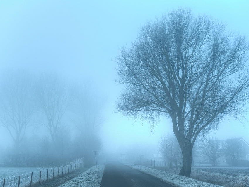 Withered trees during foggy winter day , Emotion, morgens, de • For You For & Mobile HD wallpaper
