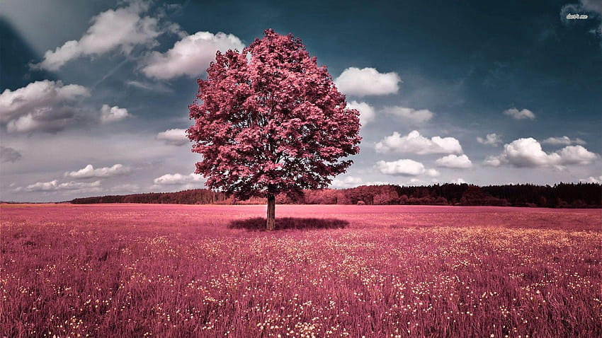 Pink field and tree, pink tree HD wallpaper | Pxfuel