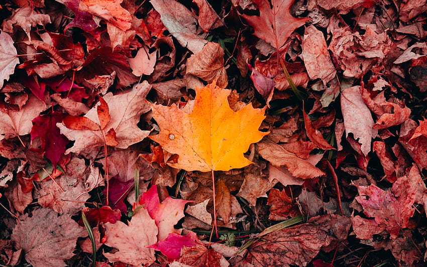 Daun Maple, Musim Gugur, Daun Jatuh, Latar Belakang Daun, Alam, daun musim gugur merah kuning hijau Wallpaper HD