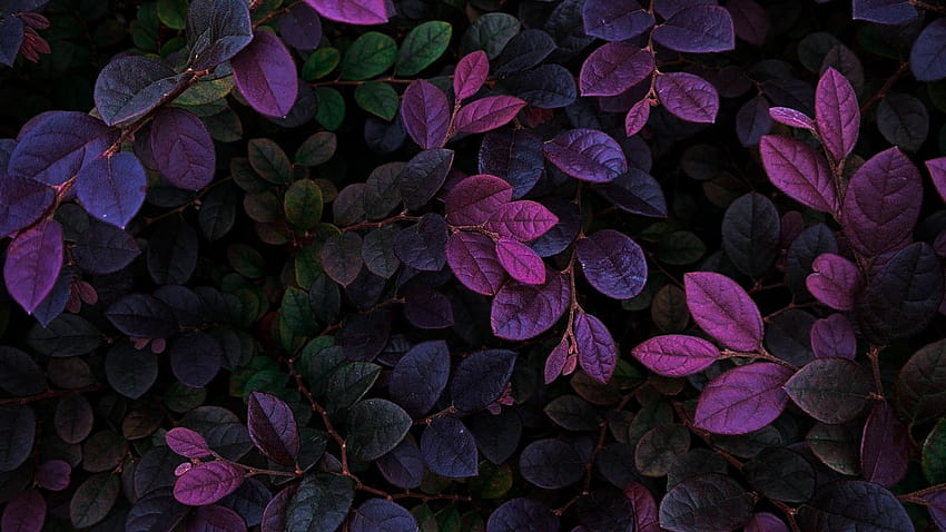 紫の葉、葉脈、枝、植物、背景、2e0e01、葉 高画質の壁紙