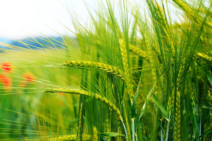 Tampilan dekat ladang gandum hijau, ladang gandum hijau Wallpaper HD