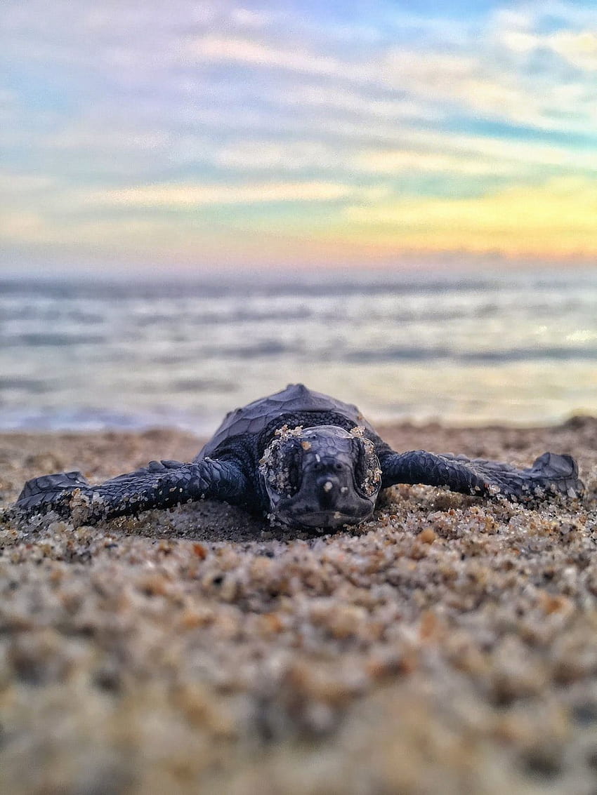 selective focus graphy of young turtle on sand –, baby sea turtles HD phone wallpaper