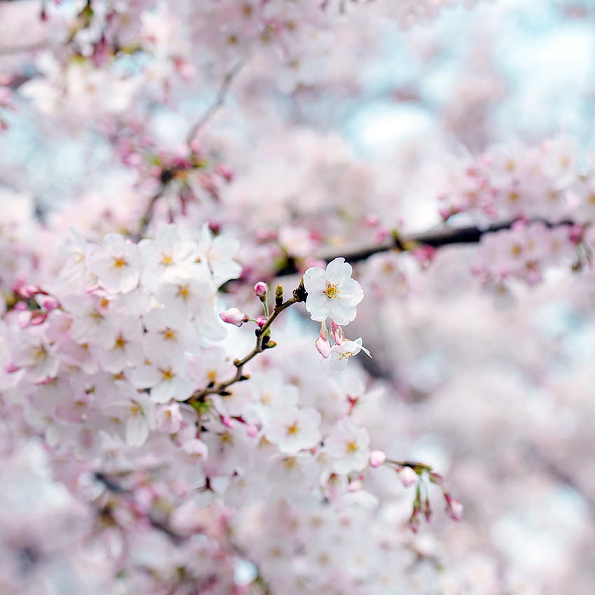 Cherry Blossom Spring Iphone, aesthetic ipad spring HD phone wallpaper