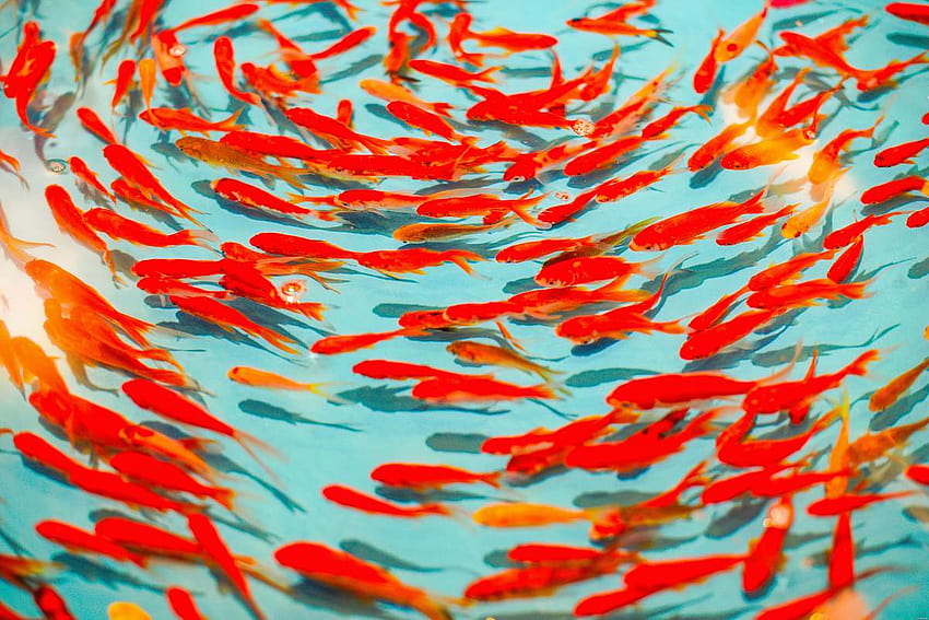 backgrounds school of orange fish, school of fish HD wallpaper
