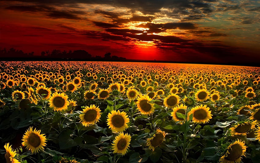 Download Sunflower Wallpaper  Sunflower wallpaper Field wallpaper  Sunflower fields
