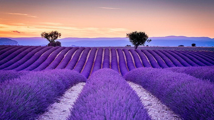 35 Ladang Lavender Di Prancis Wallpaper HD