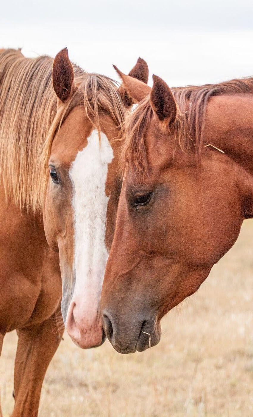 Cute brown horses snuggling. Pretty for your phone HD phone wallpaper