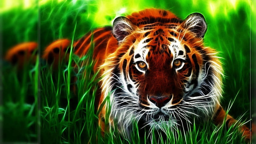 Royal bengal tiger in sundarban.[1920x1080] HD wallpaper | Pxfuel