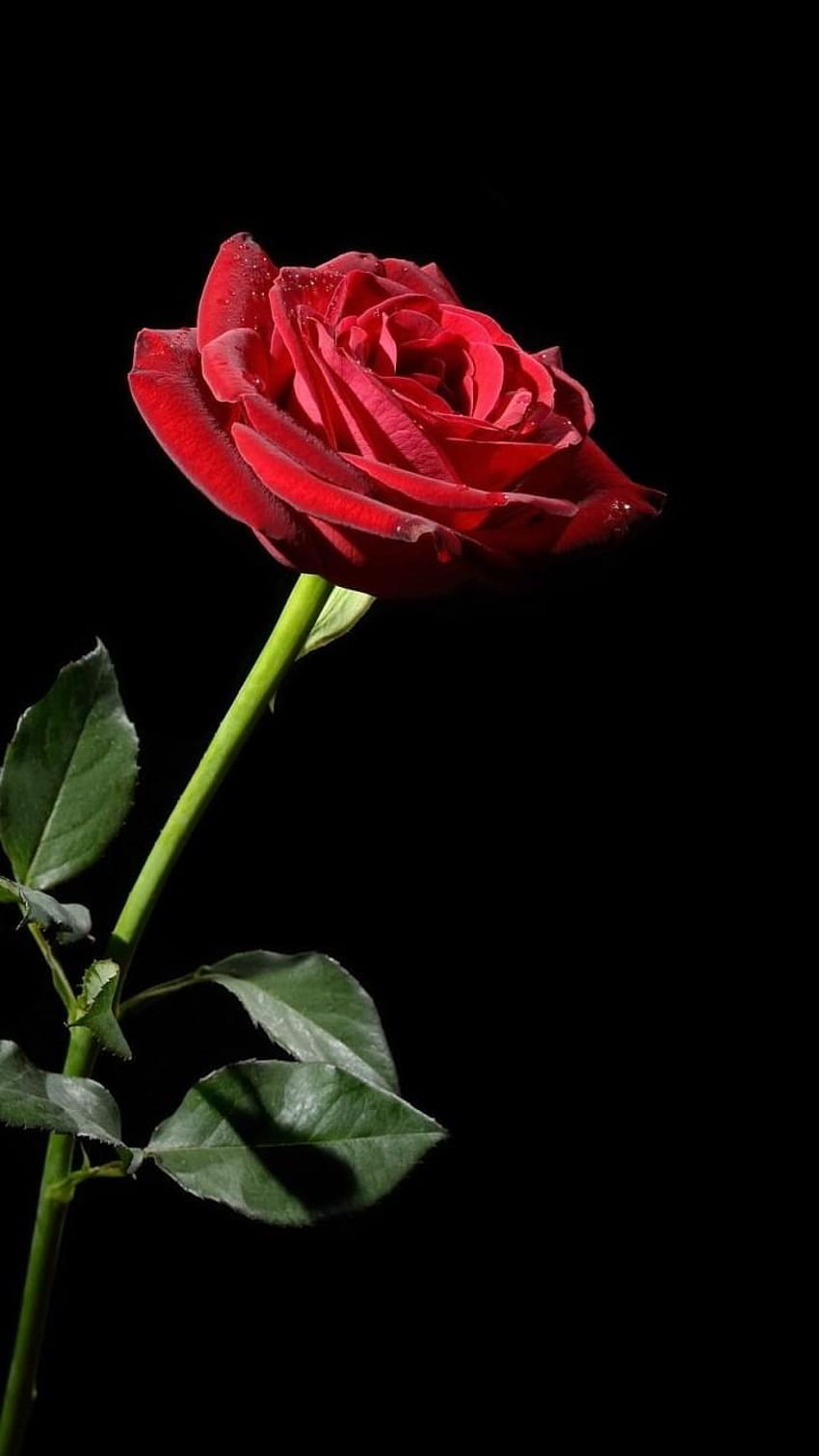 Красива червена роза – подвижни, подвижни червени розови цветя HD тапет за телефон