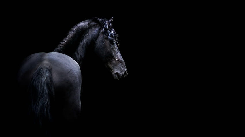 6 Dark Horse, black horses HD wallpaper | Pxfuel