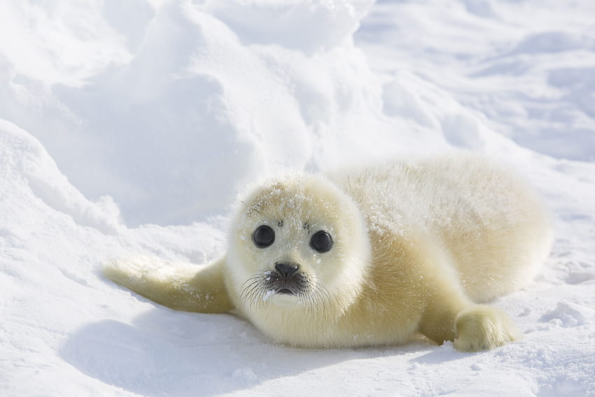 Harp Seal, anjing laut bayi Wallpaper HD