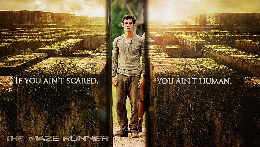 Maze Runner Wallpaper  Download to your mobile from PHONEKY