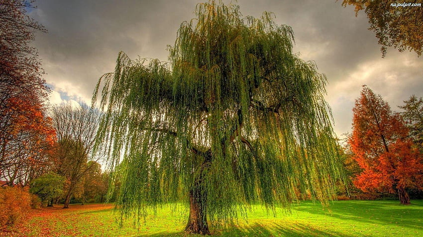 Weeping Willow Tree HD wallpaper