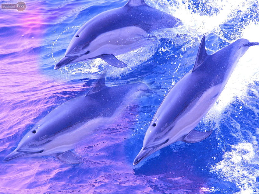 Dolphin – Animal Spot, gewöhnlicher Computer HD-Hintergrundbild
