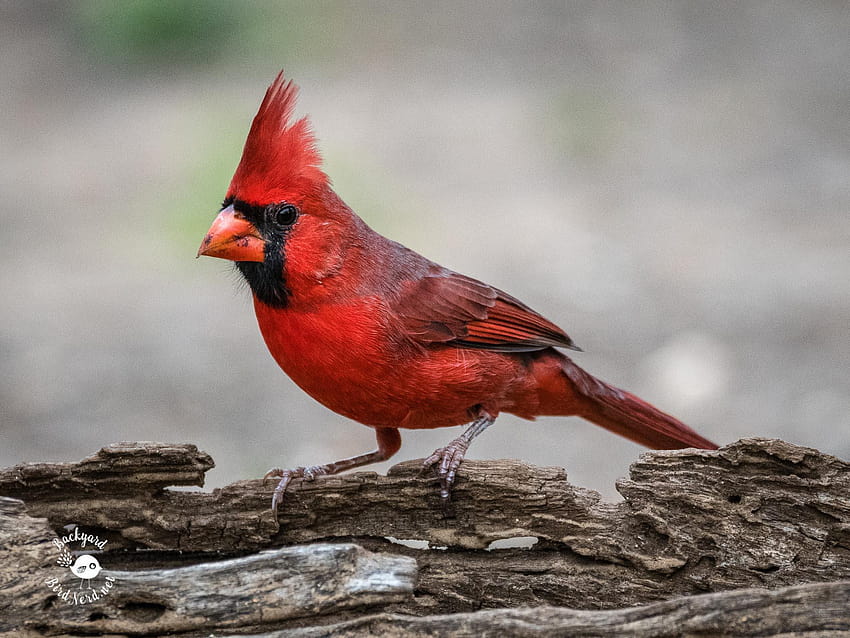 Texas Hill Country, pied northern cardinal HD wallpaper