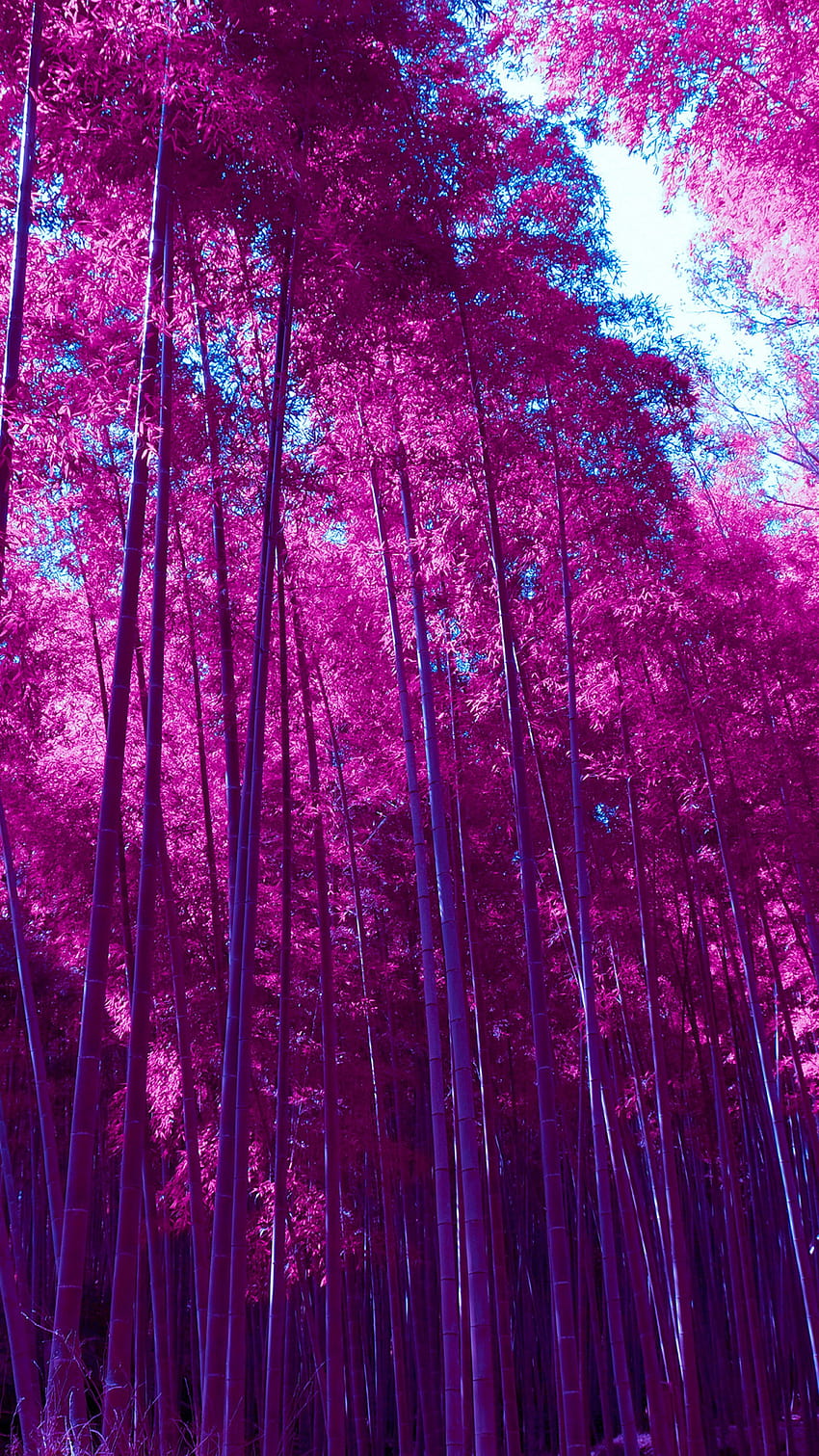 Arboleda de bambú de Arashiyama, Bosque, Infrarrojo, Rosa fondo de pantalla del teléfono