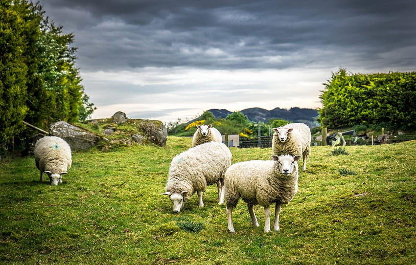 natureza, ovelha, lã, seção животные, ovelhas papel de parede HD