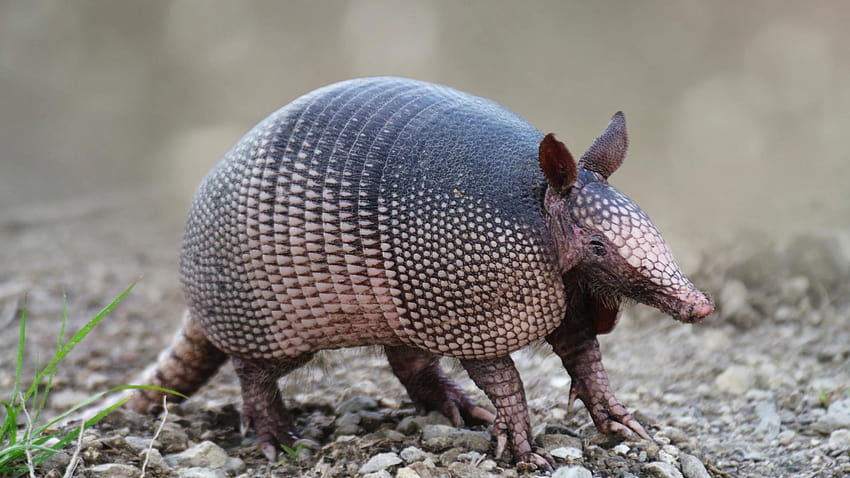 Armadillo Group, pink fairy armadillo HD wallpaper | Pxfuel