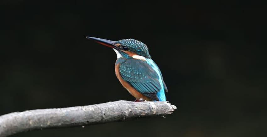 Kingfisher, beautiful, small bird , , background, b983e7, kingfisher bird HD wallpaper