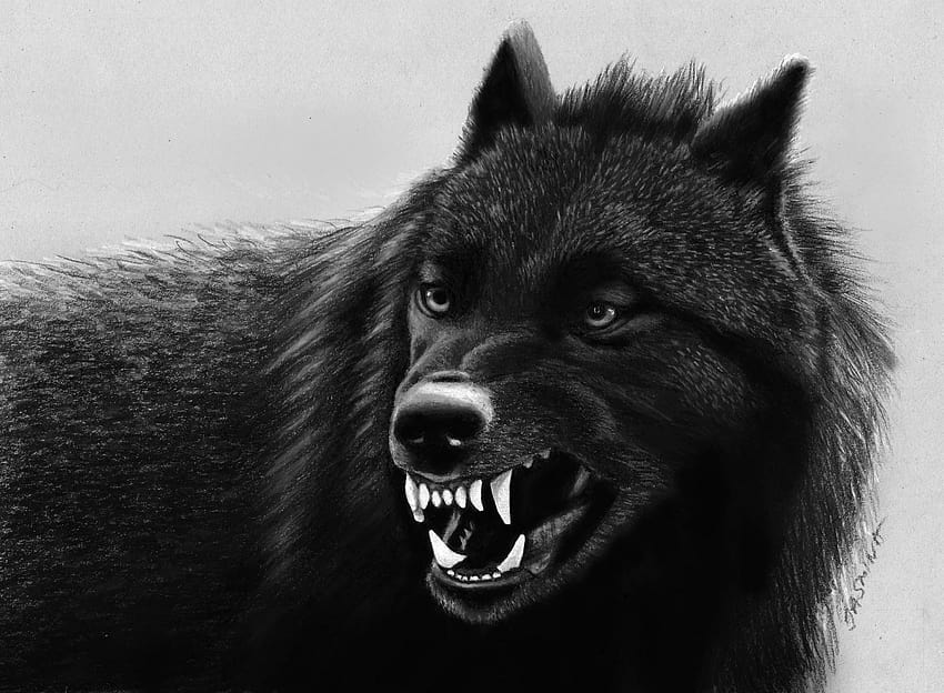 검은 늑대 HD 월페이퍼