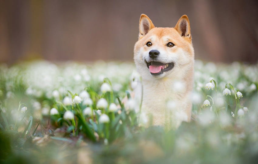 language, look, face, flowers, nature, Park, background, glade, portrait, dog, spring, blur, snowdrops, puppy, handsome, Shiba inu , section собаки HD wallpaper