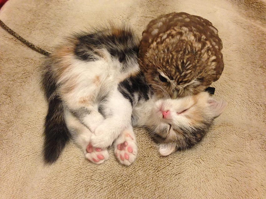 A Tiny Kitten and a Baby Owl Happily Snuggle and Play Together at, kittens and bees HD wallpaper