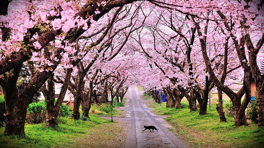 Cherry Blossom Festival Meghalaya HD wallpaper
