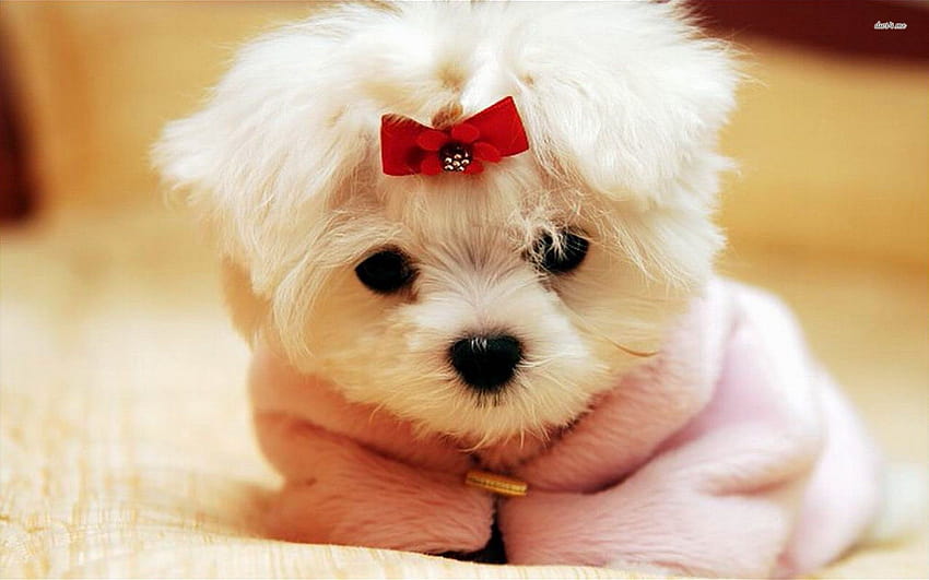 Really Cute Puppy on Dog, cute summer dog HD wallpaper