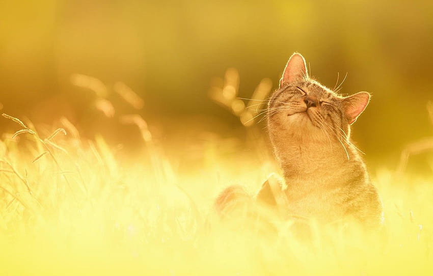 трева, слънцето, щастие, природа, котка, раздел кошки, оранжеви котки HD тапет