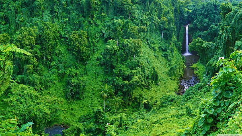 Jungle Waterfall Ultra Tła dla: wielu wyświetlaczy, dwóch monitorów: tabletu: smartfona, lasu deszczowego ultra Tapeta HD