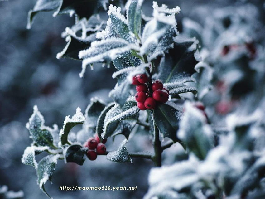 Pin on Yuletide/ Winter Solstice, holiday berries and snowflakes HD wallpaper