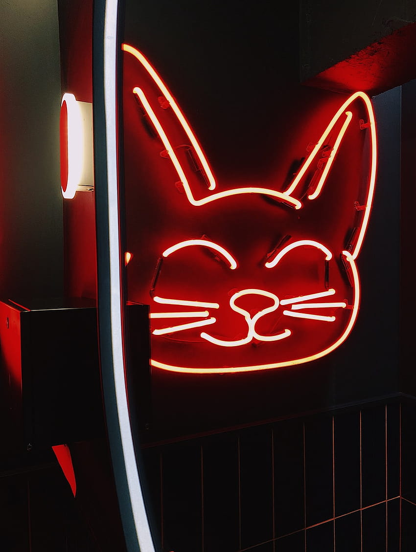 Neon dog and cat HD wallpapers | Pxfuel