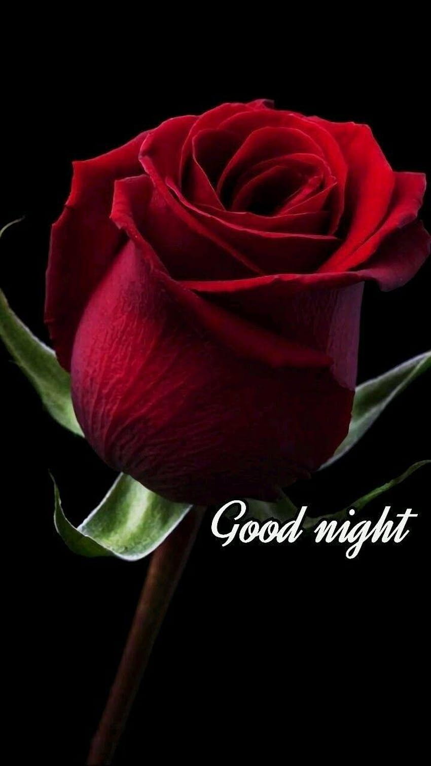 Selamat malam!, mawar selamat malam wallpaper ponsel HD