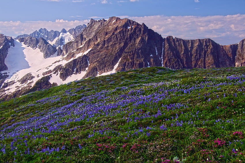 Wildflowers on Sahale Arm, North Cascades National Park HD wallpaper