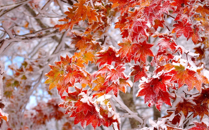 Winter Frost First Leaves Snow Autumn Backgrounds Windows 7, frosted autumn leaves HD wallpaper