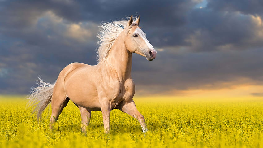 Palomino Horse U Pixelz [3840x2160] for your , Mobile & Tablet HD wallpaper