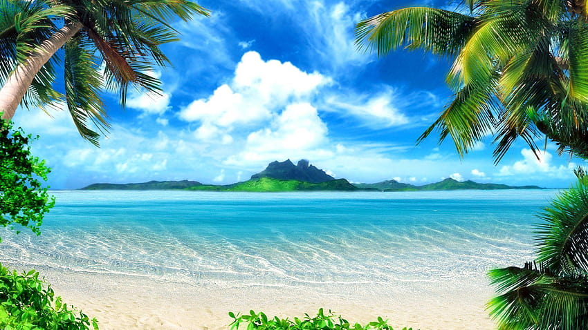 Strandpalme, Palmen HD-Hintergrundbild