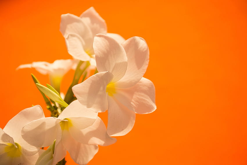 flowers, White, Orange, Colorful, graphy, Nature / and Mobile Backgrounds, spring orange HD wallpaper