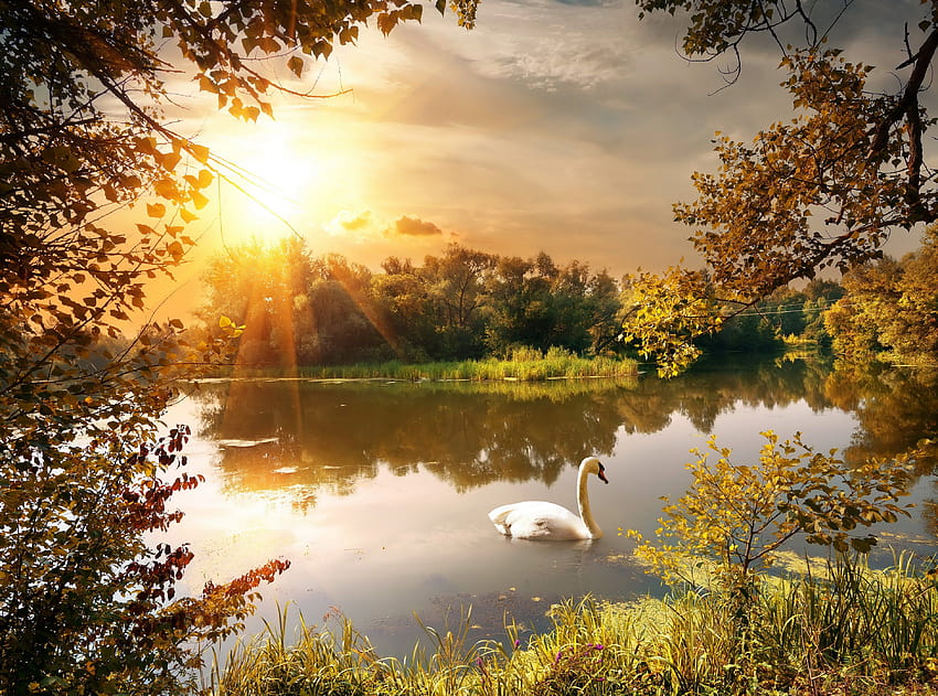 Autumn River Swan Sunrises and sunsets Scenery Nature, autumn swans HD wallpaper